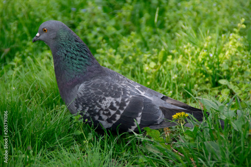 Feral pigeon (Columba livia domestica) on a green grass 