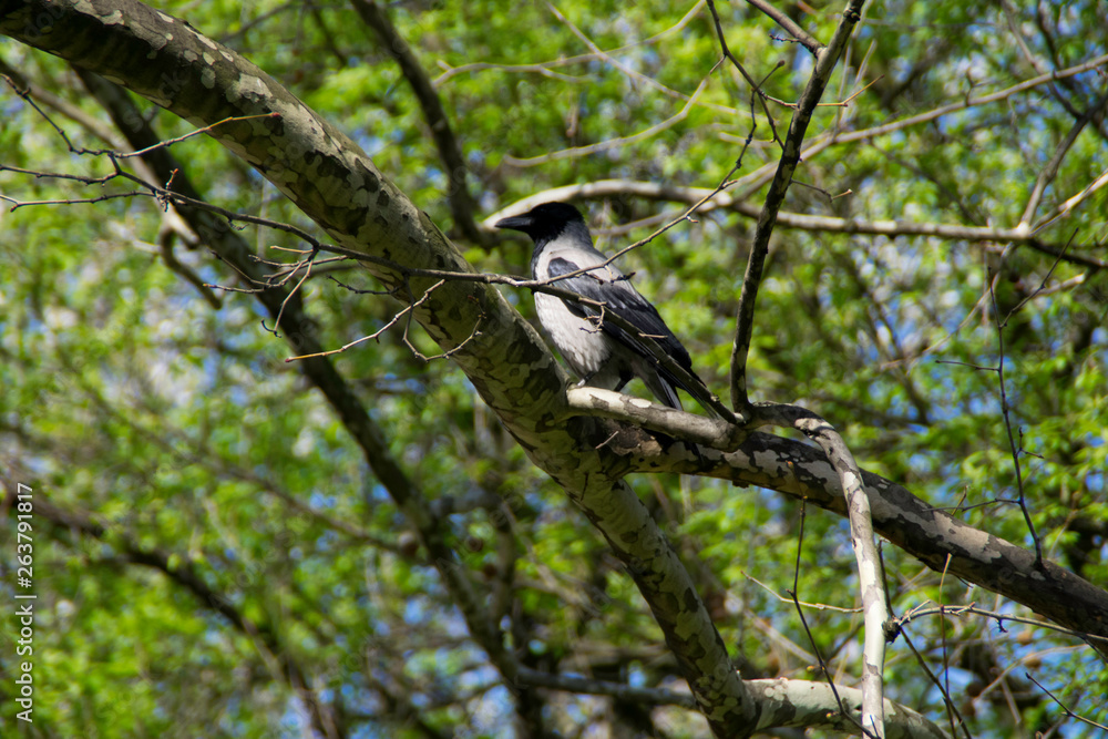 Crow on a branch of a tree in the spring Crow on a branch of a tree in the spring
