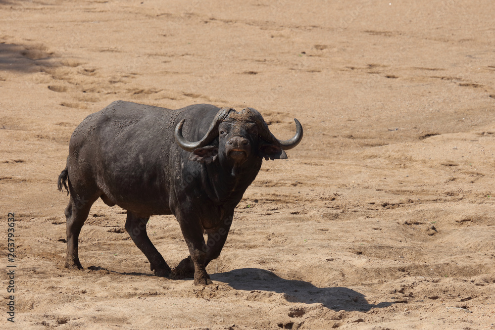 Kaffernbüffel / Buffalo / Syncerus caffer Kaffernbüffel / Buffalo / Syncerus caffer