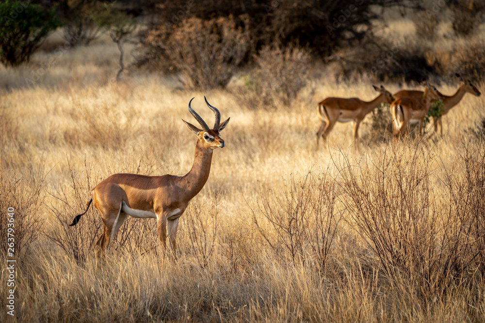 Gerenuk watching Impala pass by Gerenuk watching Impala pass by