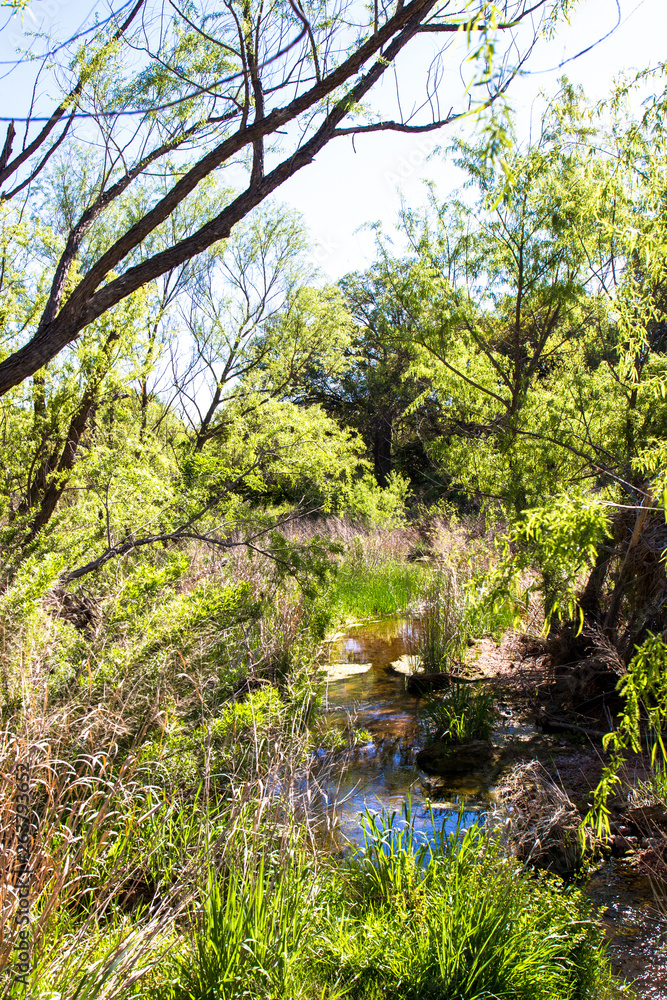 Wetland along Sandy Creek at Enchanted Rock State Natural Area near Fredericksburg, Texas Wetland along Sandy Creek at Enchanted Rock State Natural Area near Fredericksburg, Texas