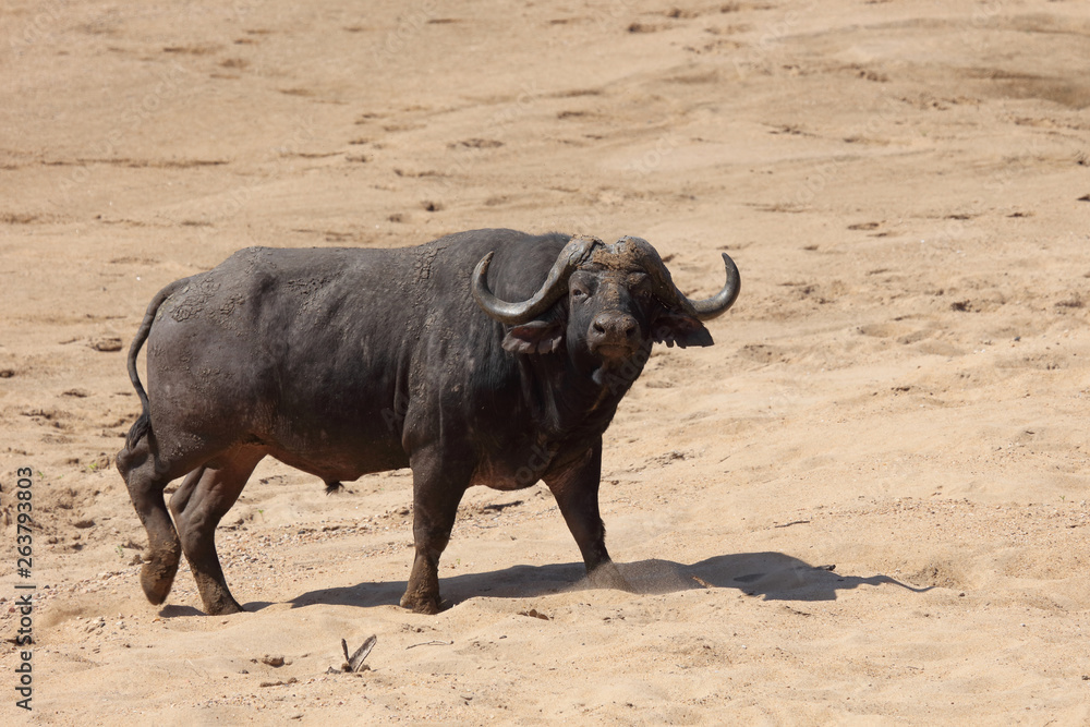 Kaffernbüffel / Buffalo / Syncerus caffer Kaffernbüffel / Buffalo / Syncerus caffer