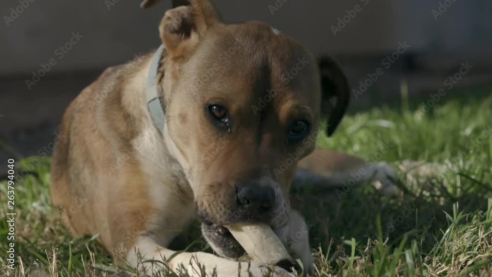 Young brown dog with a blue collar chewing on a rawhide bone in the backyard. Young brown dog with a blue collar chewing on a rawhide bone in the backyard.