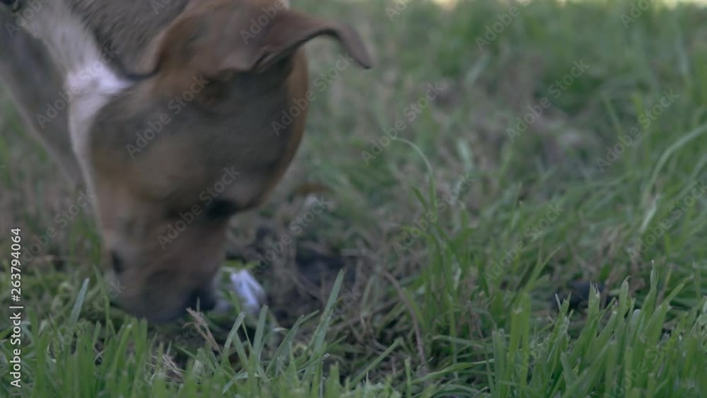 Young brown dog with a blue collar chewing on a rawhide bone in the backyard. Young brown dog with a blue collar chewing on a rawhide bone in the backyard.