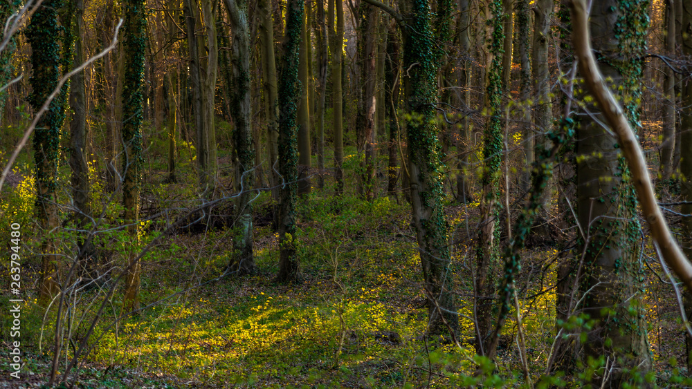 Bäume im Abendlicht - Göhren Rügen Bäume im Abendlicht - Göhren Rügen