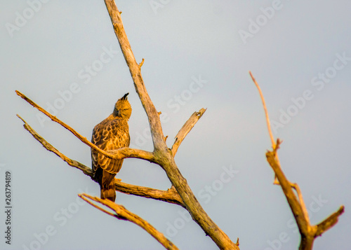 Nisaetus cirrhatus (Changeable Hawk-eagle) sits in the golden sunlight as it rises above the national park, Sri Lanka.