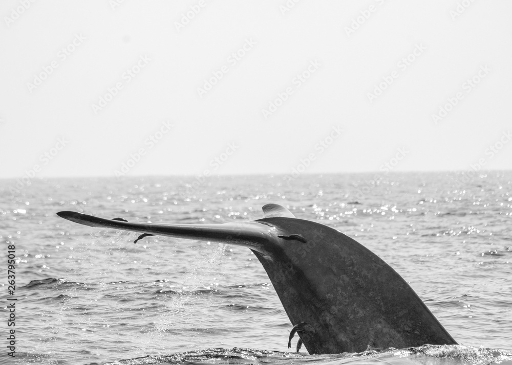 Fototapeta premium A blue whale at the surface of the water in Sri Lanka.