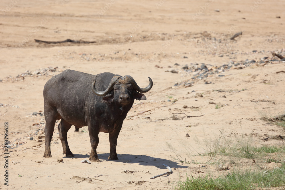 Obraz premium Kaffernbüffel / Buffalo / Syncerus caffer