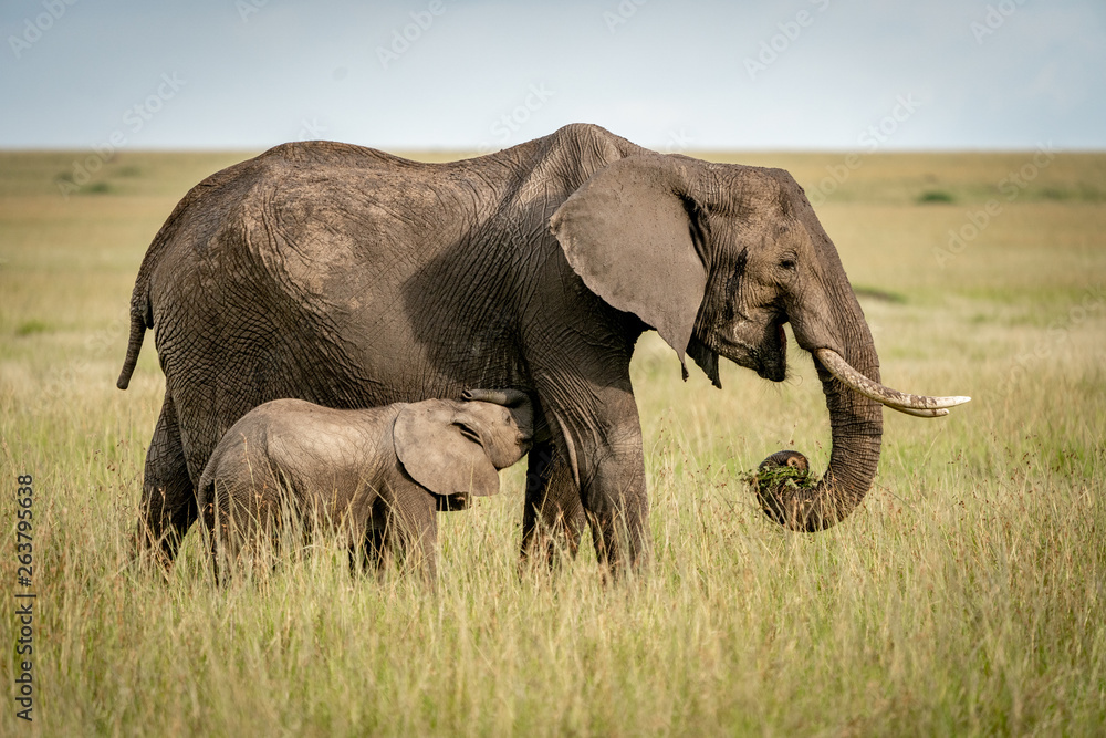 Fototapeta premium Baby elephant nursing