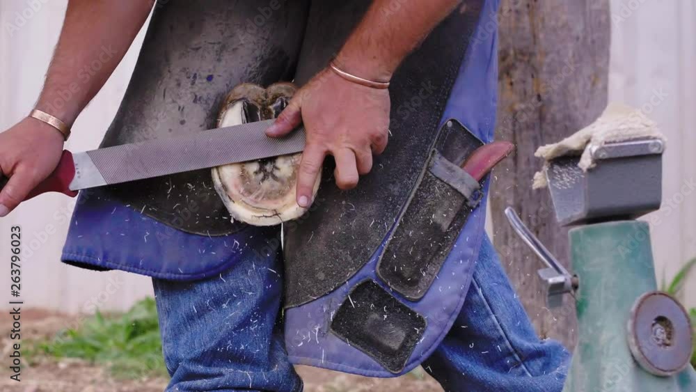 Slow motion medium shot of a Farrier filing the edges of a horse hoof in between his chaps, 23.98 fps, 4K. Slow motion medium shot of a Farrier filing the edges of a horse hoof in between his chaps, 23.98 fps, 4K.