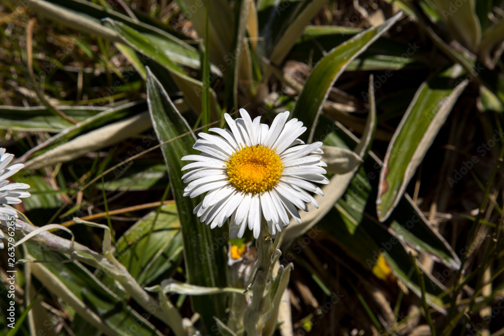 white flower white flower
