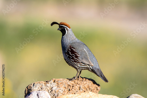Canvas Print Male Gambel's Quail in southern Arizona in spring