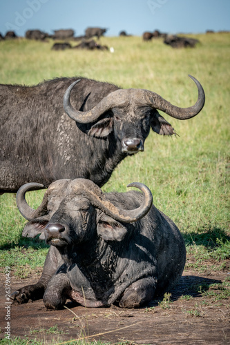 buffalo in africa