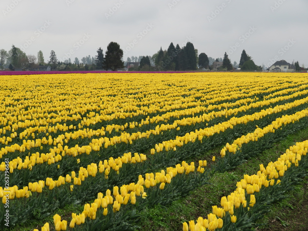 Fototapeta premium field of yellow flowers