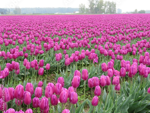 field of pink tulips