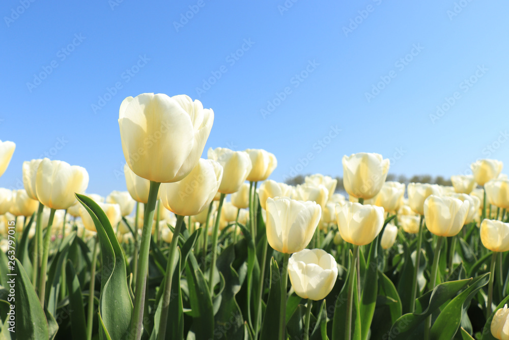 Obraz premium Tulips in a field