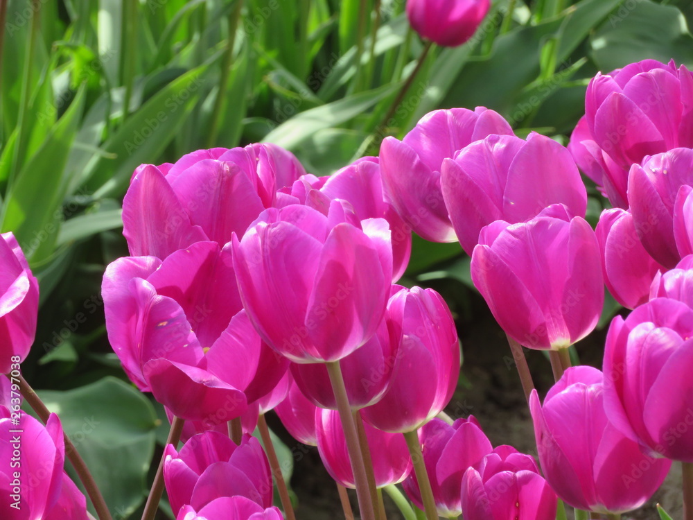 Obraz premium pink tulips