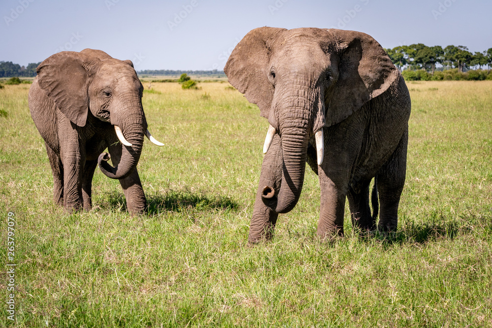 Fototapeta premium Elephant didn't like us