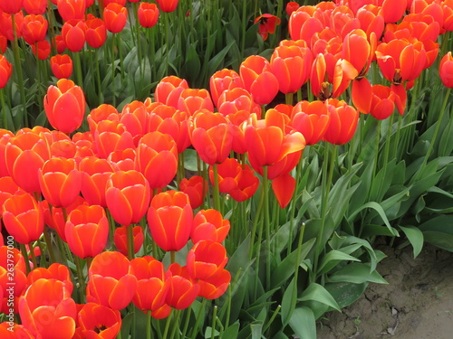 orange tulips