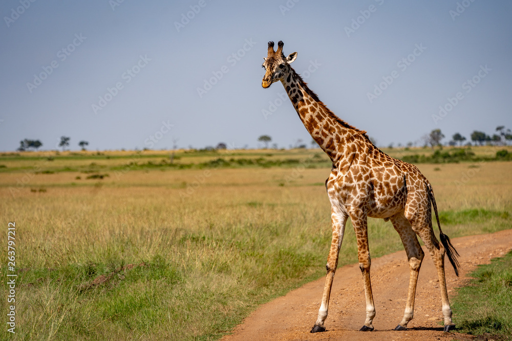 Obraz premium giraffe in africa