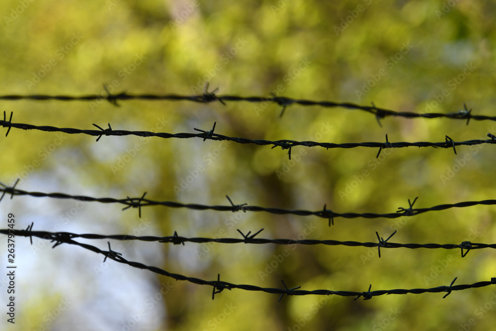 Rusty barbed wire in front of a forest. Five times barbed wire. Rusty barbed wire in front of a forest. Five times barbed wire.