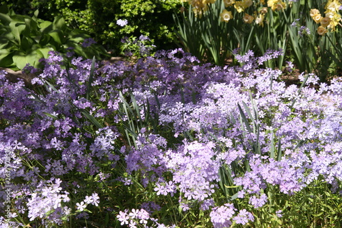 purple flowers in the garden © roy