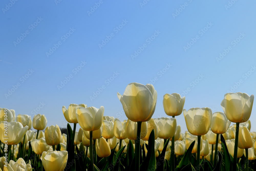 Obraz premium Tulips in a field