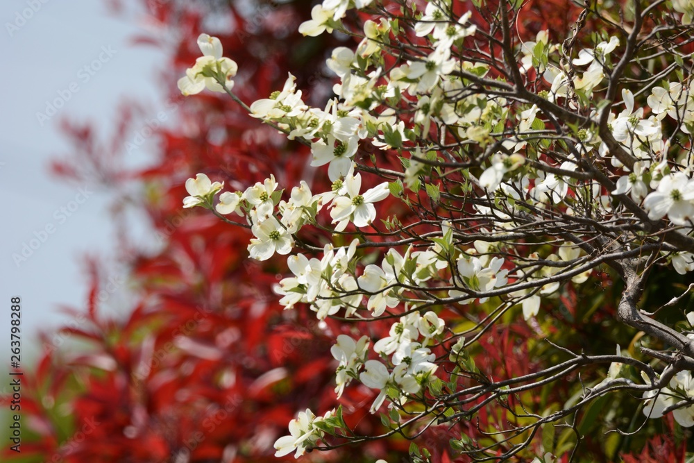 Flowering dogwood (Cornus florida) Flowering dogwood (Cornus florida)