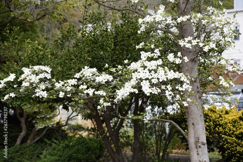 Fototapeta Naklejka Na Ścianę i Meble -  Flowering dogwood (Cornus florida)