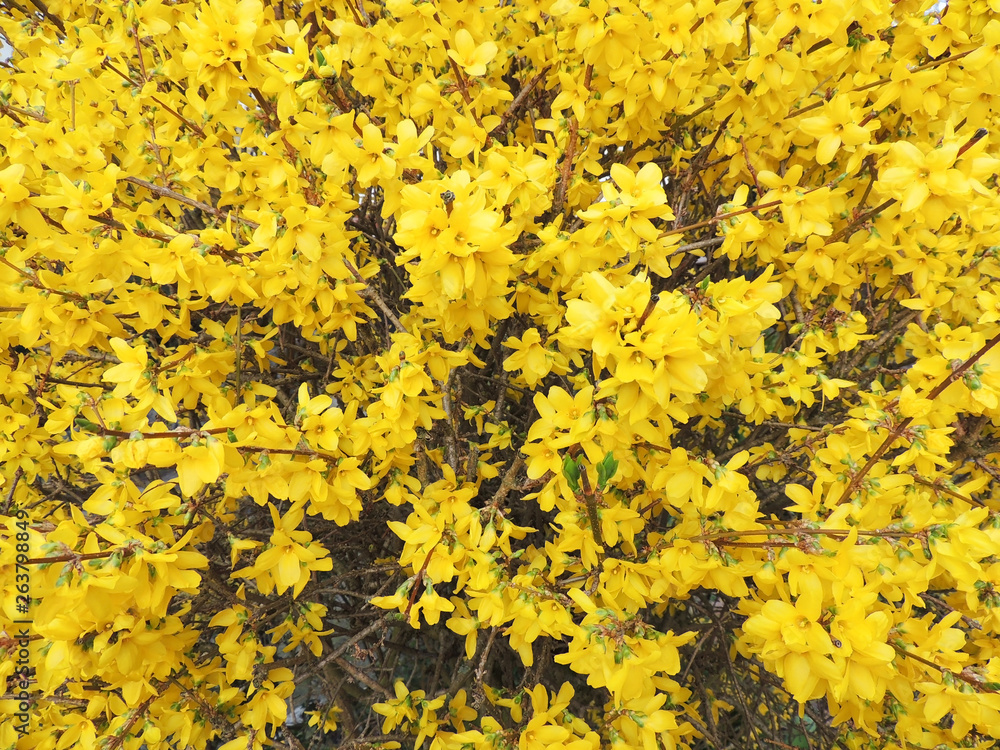 Forsythia shrub, during flowering. Early spring Forsythia shrub, during flowering. Early spring