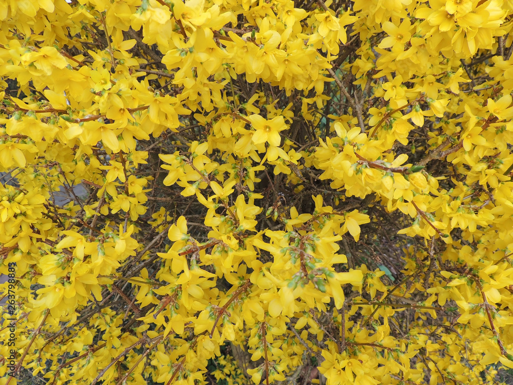 Forsythia shrub, during flowering. Early spring Forsythia shrub, during flowering. Early spring