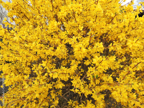 Forsythia shrub, during flowering. Early spring