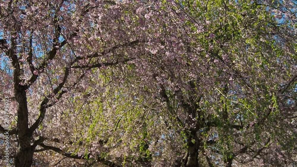 Sakura flower, nature background, flower at japan Sakura flower, nature background, flower at japan