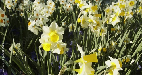 yellow daffodils in the garden