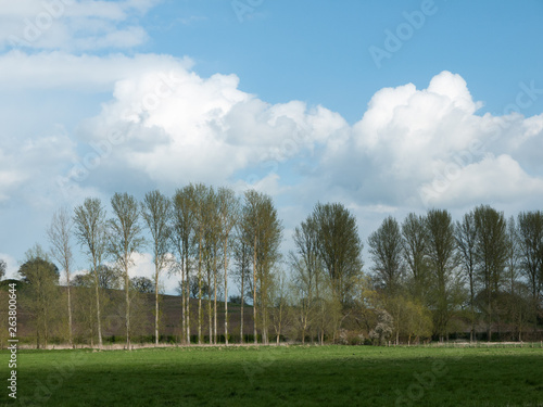 Line of trees nature with background of cloud scenery