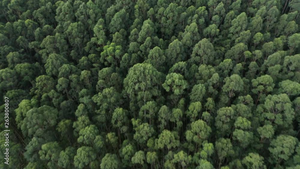 Tropical Forest Tropical Forest