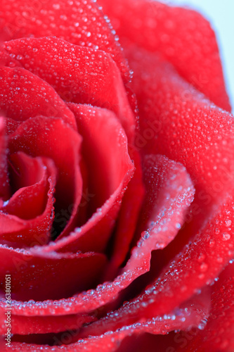 Macro view of red rose with dew drops on petals