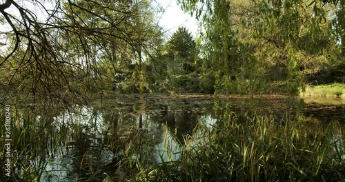 beautiful lakeview with trees. static, pan to right and back