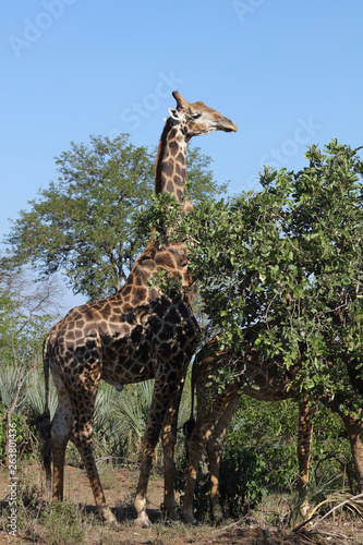 Giraffe   Giraffe   Giraffa Camelopardalis