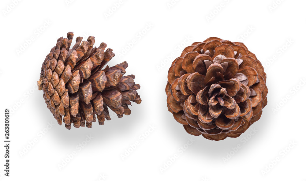 Pine cone on white background. top view Pine cone on white background. top view