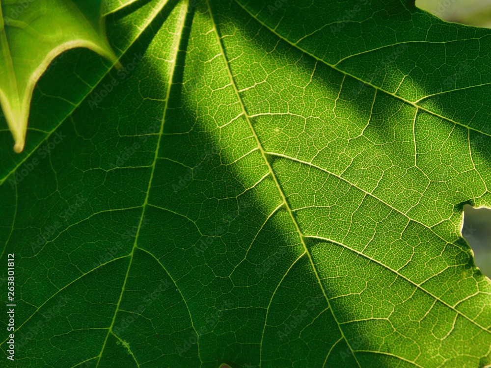 Fototapeta premium Close up of a maple leaf