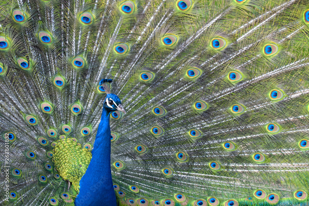 Fototapeta premium peacock