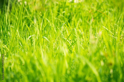 Green grass in eye level view for background or graphic design.