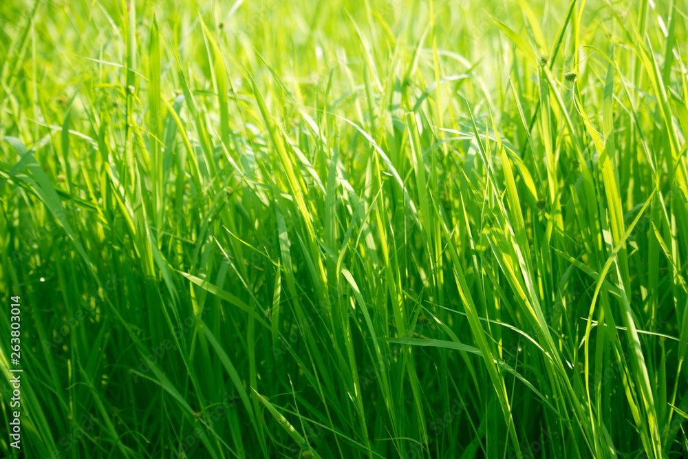 Green grass in eye level view for background or graphic design. Green grass in eye level view for background or graphic design.