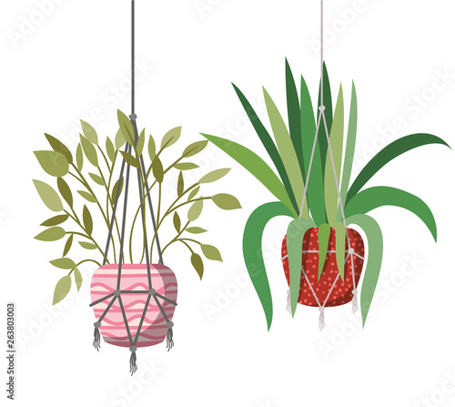 houseplants on macrame hangers icon