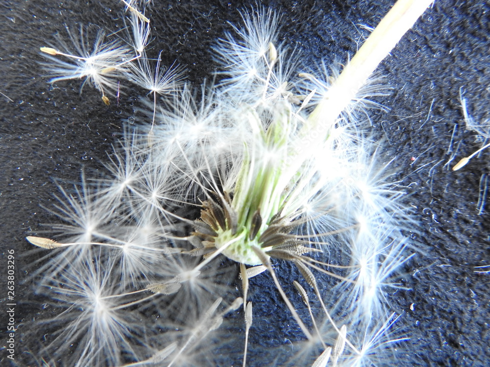 Naklejka premium MACRO