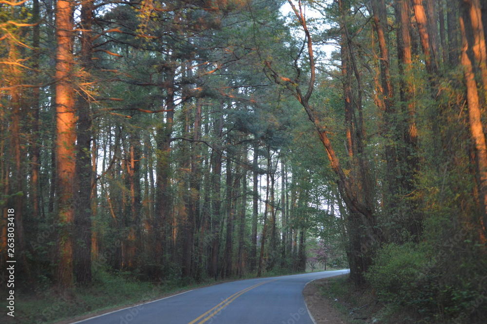 Obraz premium road in forest