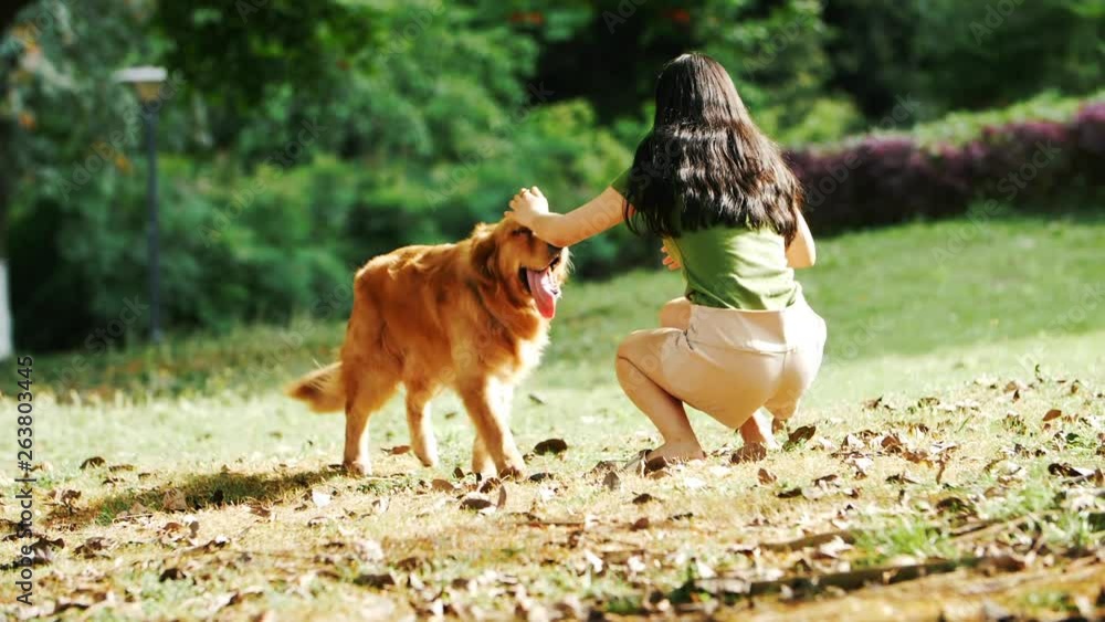lovely Golden retriever dog running to sexy young Asian woman outdoor in  the sunny park Happy Beautiful long hair Chinese girl walking her dog in  the summer park woman and dog in