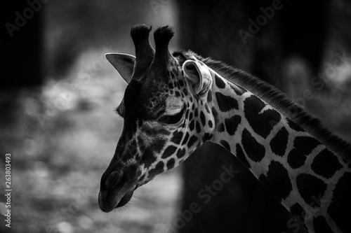 Photography Giraffe