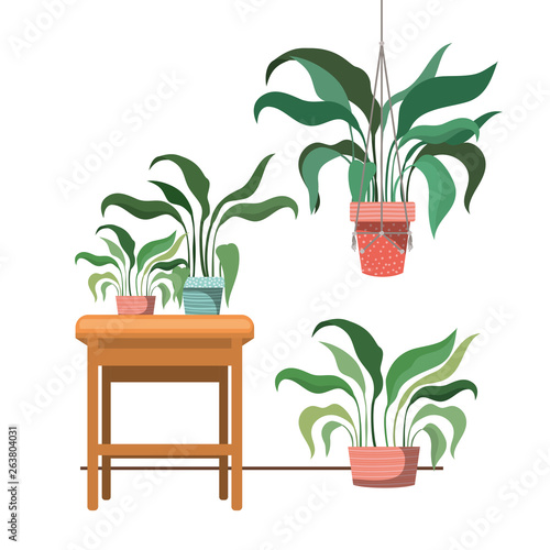 houseplants on macrame hangers and table